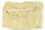Archimedes Screw Bryozoan Fossil - Illinois #282703-1